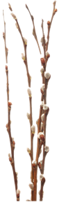 sapling