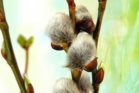 flowerbuds.jpg